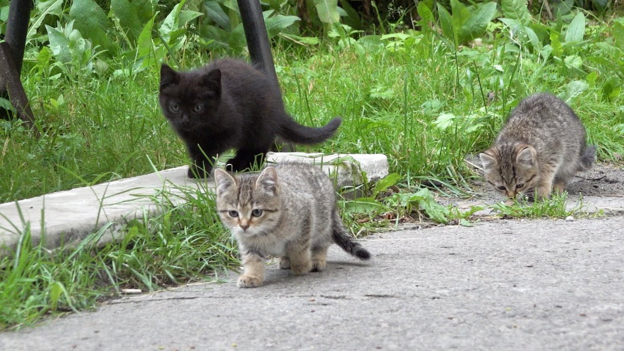 Five kittens shy of me