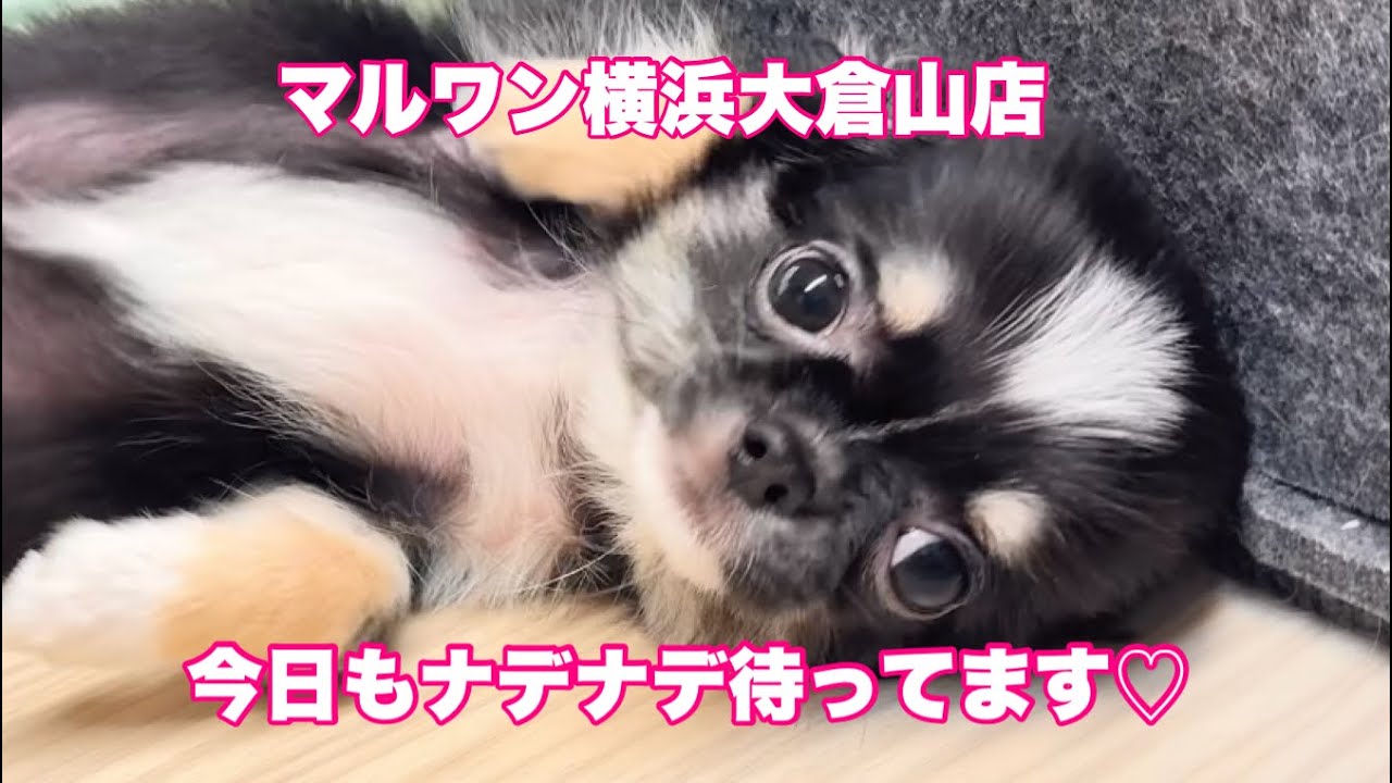 2026.01.10 今日も全力で待ってます！ナデナデされるのを・・・♡