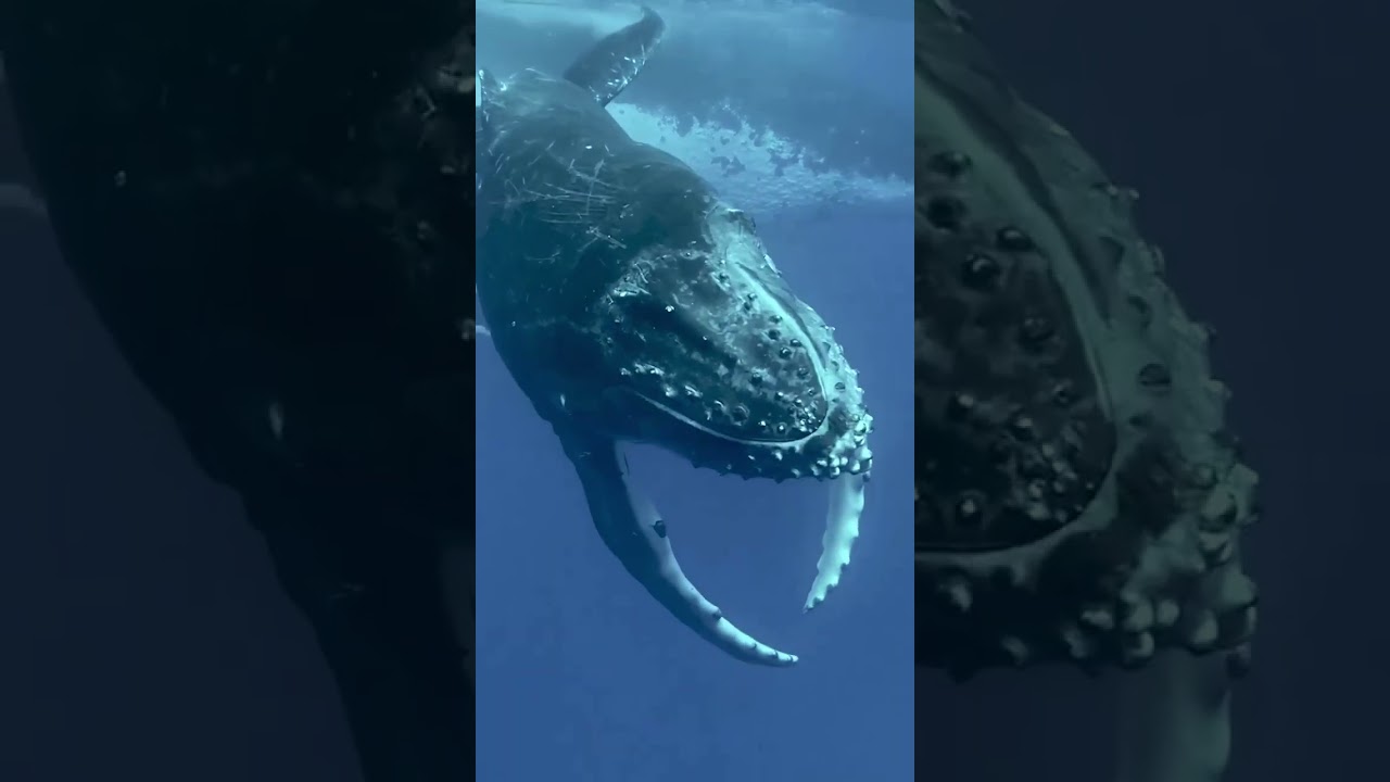 baleia jubarte! #shark #shortvideo #baleia #entretenimiento #shorts