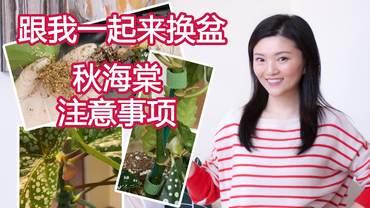 跟我一起来换盆系列 | 秋海棠换盆 | 如何配土 | 如何造型 | 养护方法