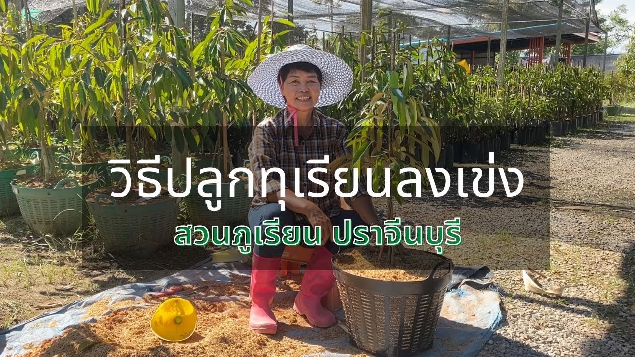 วิธีปลูกทุเรียนลงเข่ง สวนภูเรียน ปราจีนบุรี