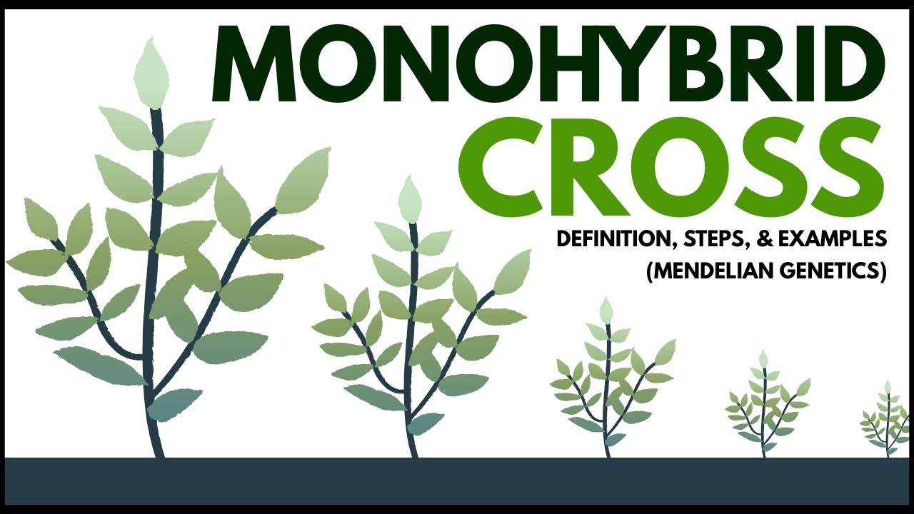 Monohybrid Cross Made Easy: Definition, Steps, & Examples (Mendelian Genetics)