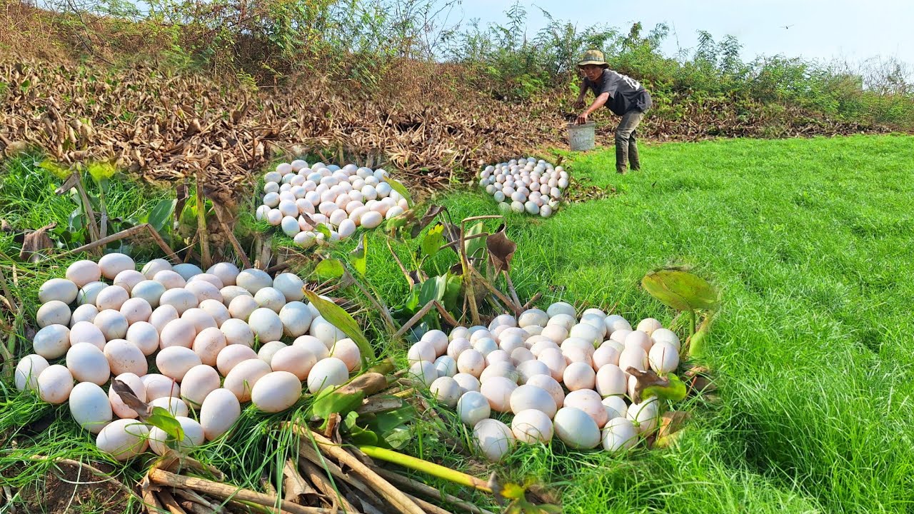 Wow amazing fishing! Picking eggs in a grassy area, picking up lots of eggs.