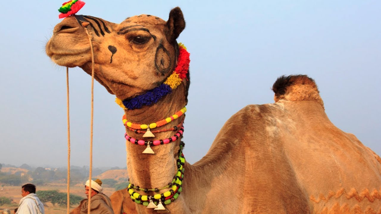 Camel Dance Competition at the Cattle Fair in Pushkar Rajasthan | Amazing Video of Camel Dancing
