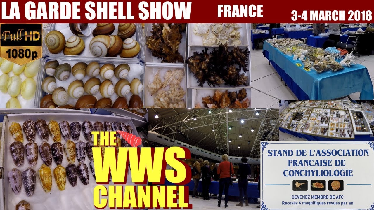 Thousands of seashells ! La Garde Shell Show 2018 (France) Sea shell Collection
