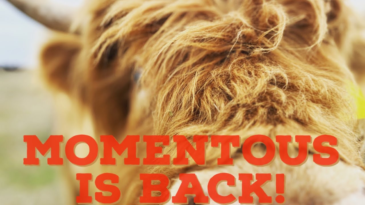 Momentous is back in business!