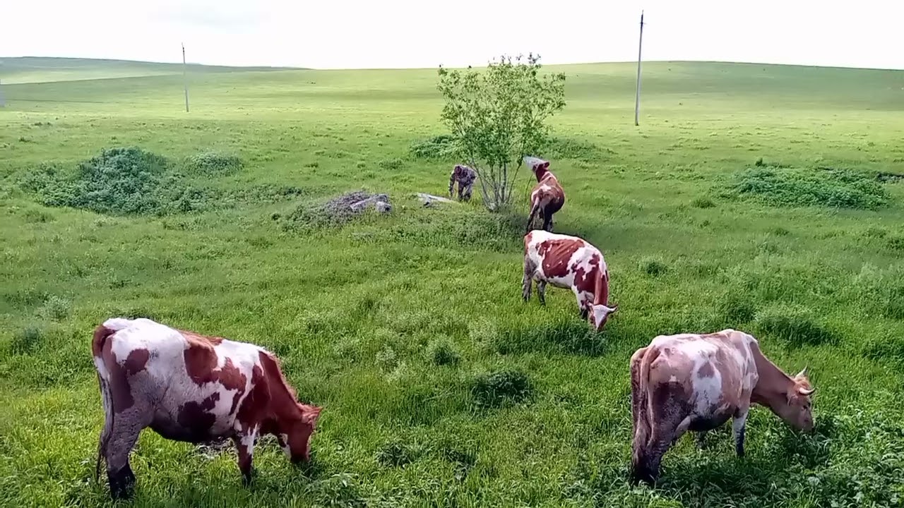 Почему не гоняем коров в стадо/Пасём сами