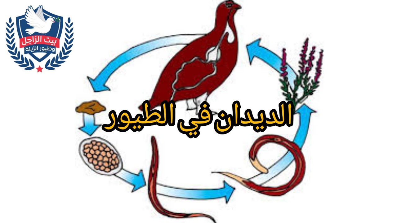 الديدان في الطيور/الأعراض,الأسباب,العلاج (بالعلاجات البشرية)