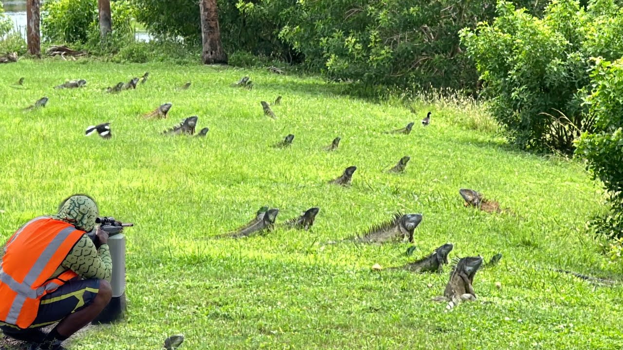 Hired to Bounty Hunt Massive Colony of iguanas at Private H.O.A Community!