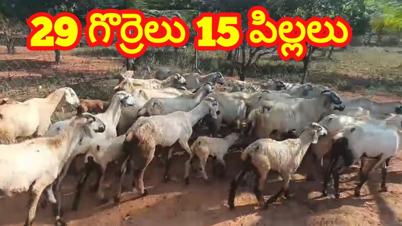 నెల్లూరు జుడిపి గొర్రెలు పిల్లలు 628 1774 958 Nellore judipi sheeps kids