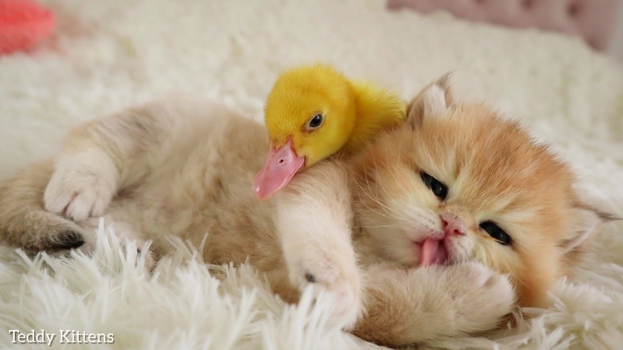 Котенок с Утенком готовятся ко Сну 😴