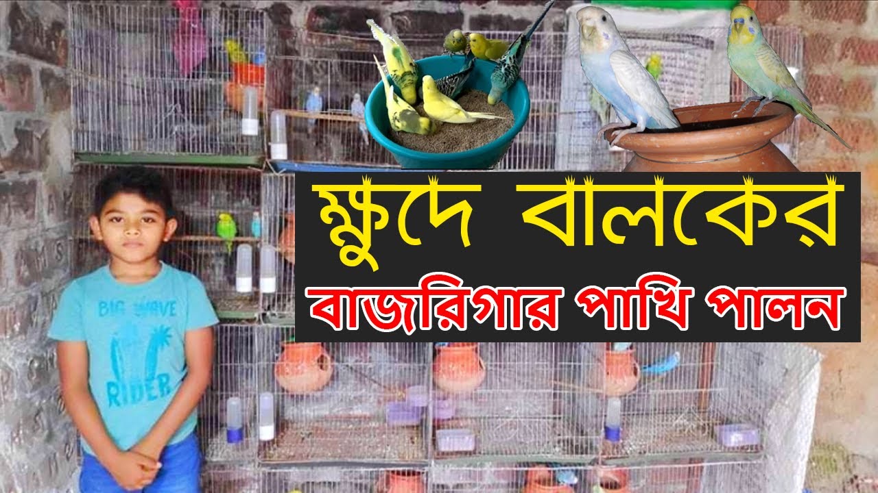 দেখুন ৮ বছরের ক্ষুদে বালকের বাজরিগার পাখি পালন।Budriger Bird Farming