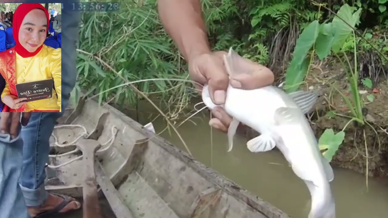 ANGKAT HASIL PASANG TAJUR BAUNG MALAM HARI PANEN IKAN BAUNG