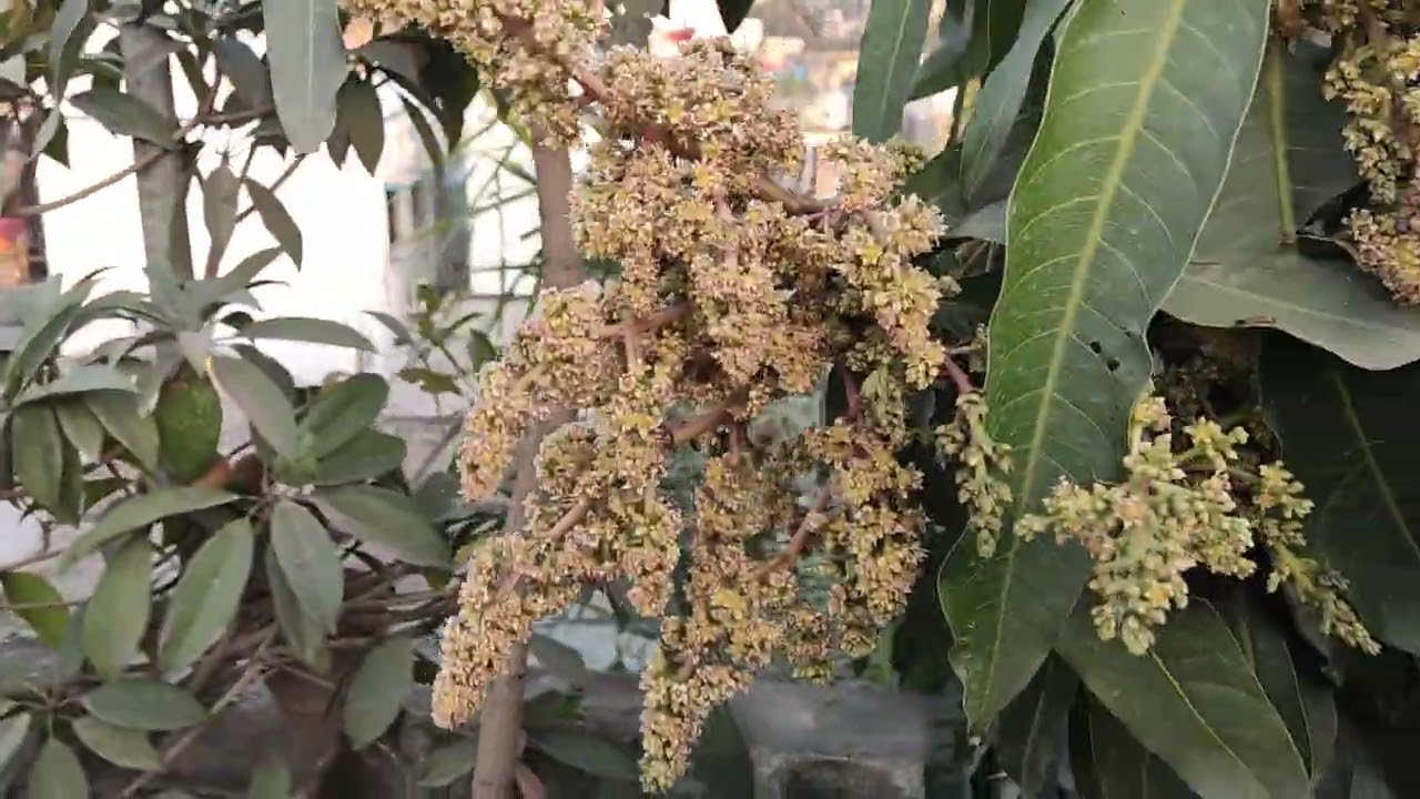 Mango trees at Sourjya's Garden