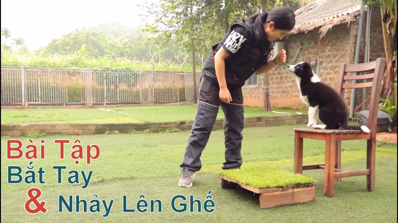 T3: Dạy Chó Nhỏ Tại Nhà - Bài Tập: Bắt Tay Chủ & Nhảy Lên Ghế Cao/Chó Border Collie/ NhamTuatTV