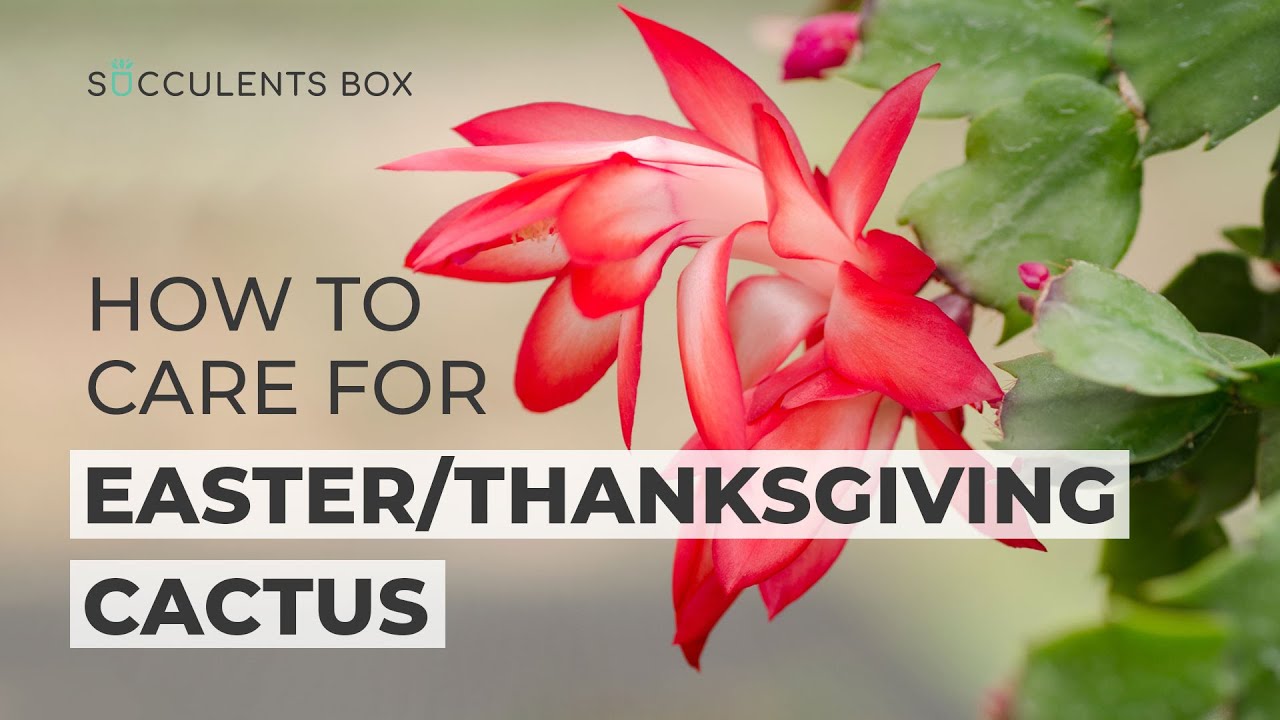 BEST TIPS | HOW TO CARE FOR CHRISTMAS CACTUS | THANKSGIVING CACTUS PLANT