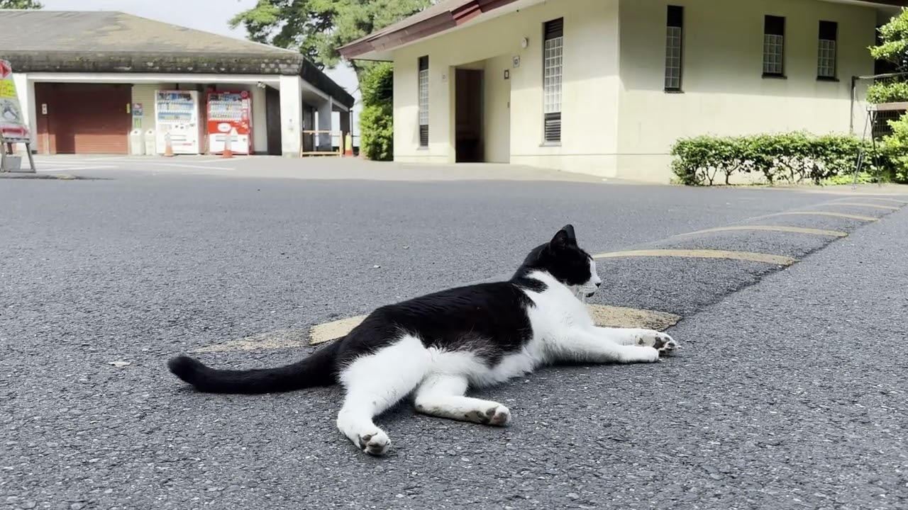 秀郷神社の駐車場にいたハチワレ猫さん2