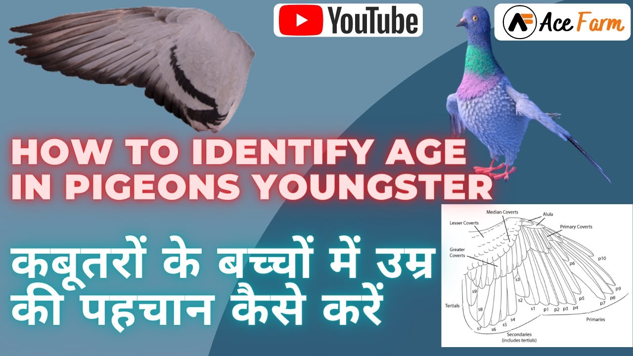 Kabutar K Bacchon Main Umar Ki Pahchan/कबूतरों के बच्चों में उम्र की पहचान/Age detection in pigeon