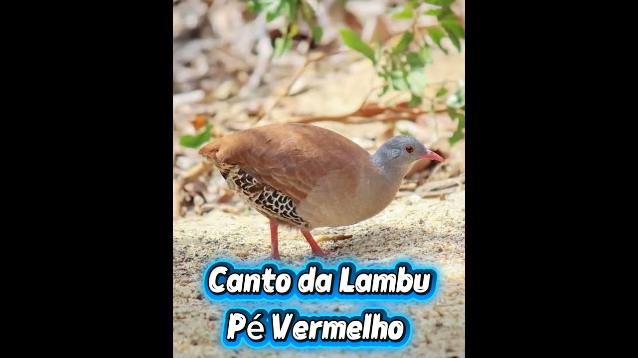 Melhor canto pra atrair lambu pé Vermelho 