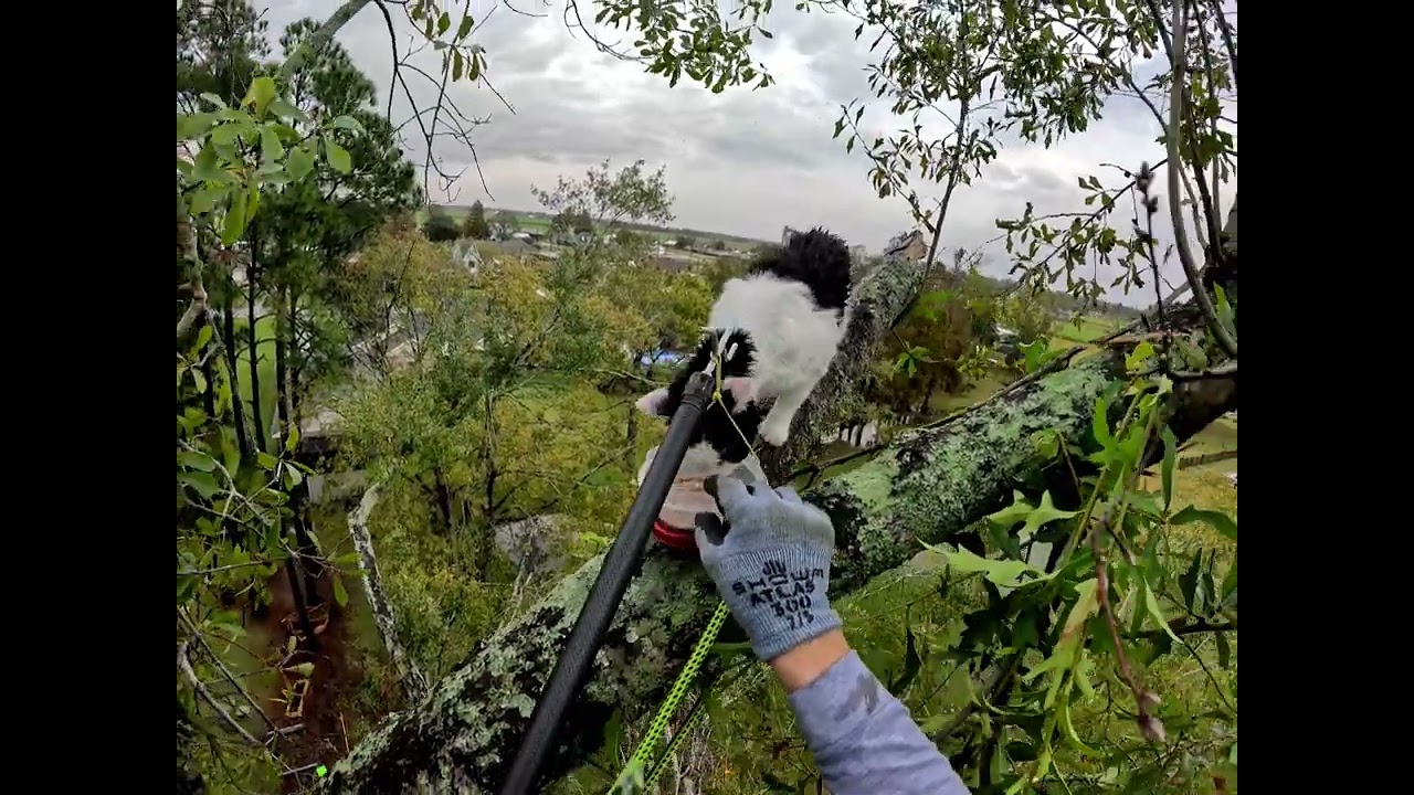 Bruno's Rescue