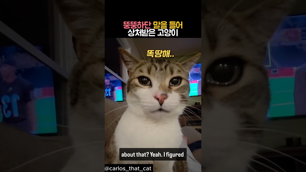 뚱뚱하단 말을 들어 상처받은 고양이 #동물 #고양이