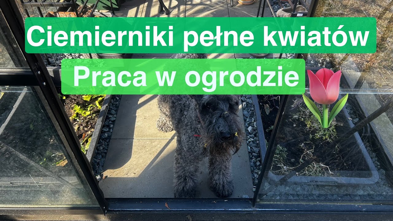 Odmiany ciemierników z pięknymi kwiatami, pierwsze prace w ogrodzie 