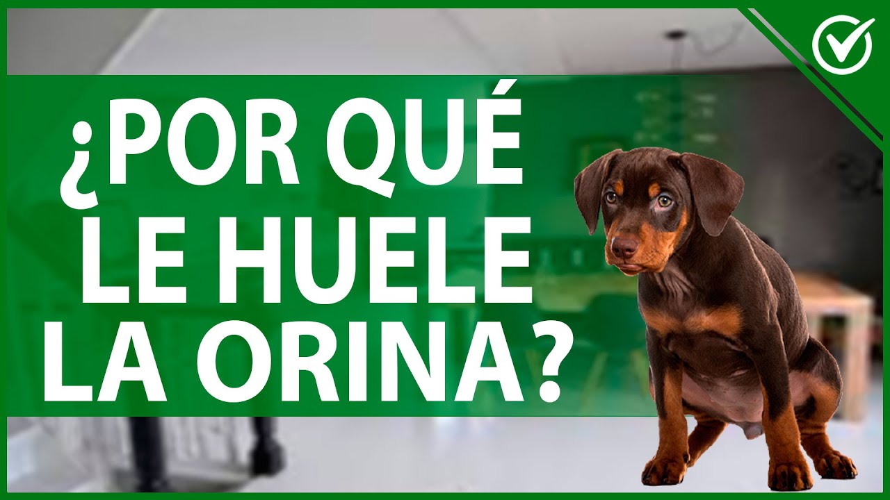 🐶 Por qué la Orina de mi Perro Huele muy Fuerte - Causas y Tratamiento 🤢🐶