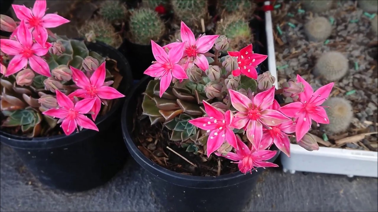 Succulent Flowers - Tacitus Bellus
