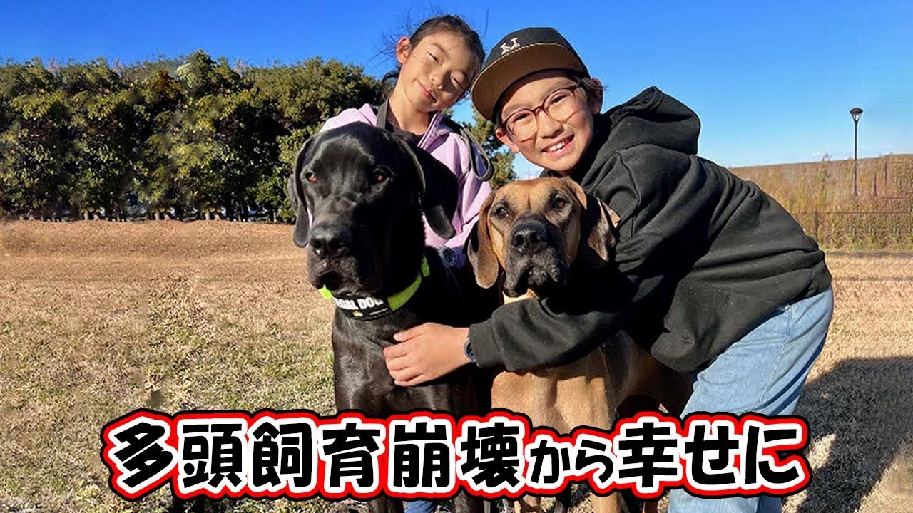大型犬の保護をきっかけに、預かりボランティアをスタート
