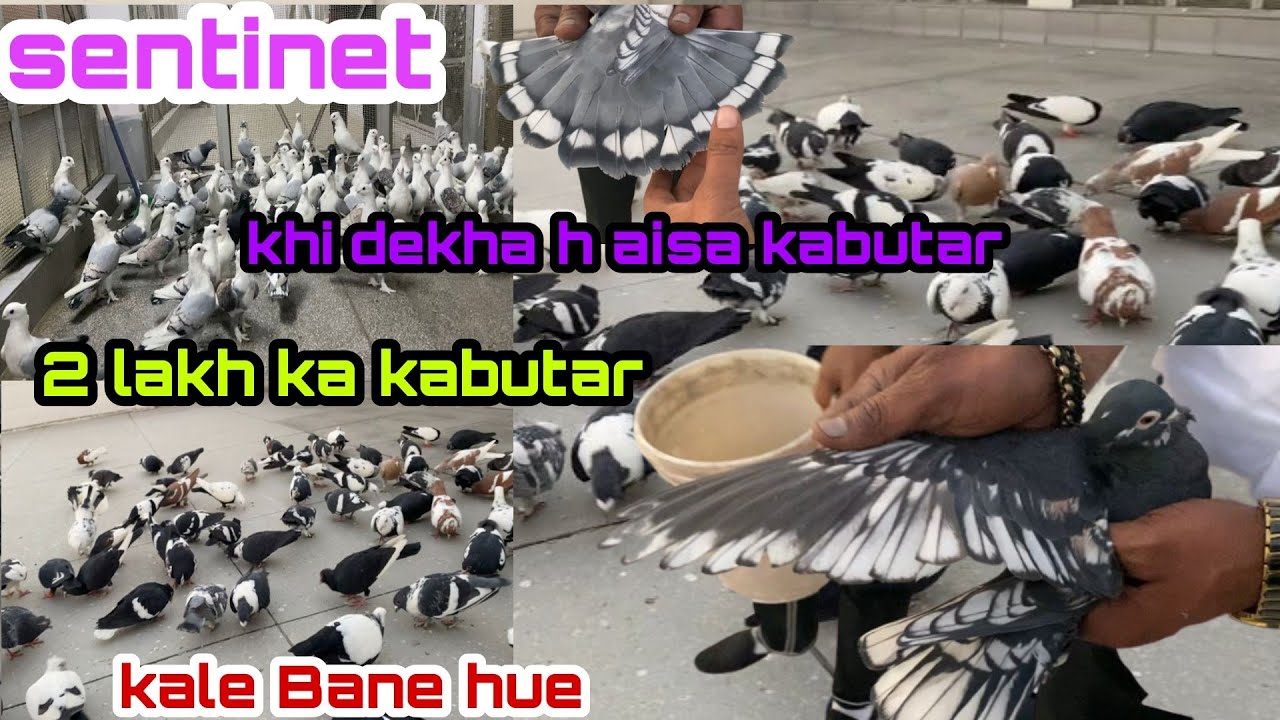 2 lakh rupey ka kabutar😳 | yh anmol Kabutar h iski koi kimat nhi | anil Ustaad ka shok🔥