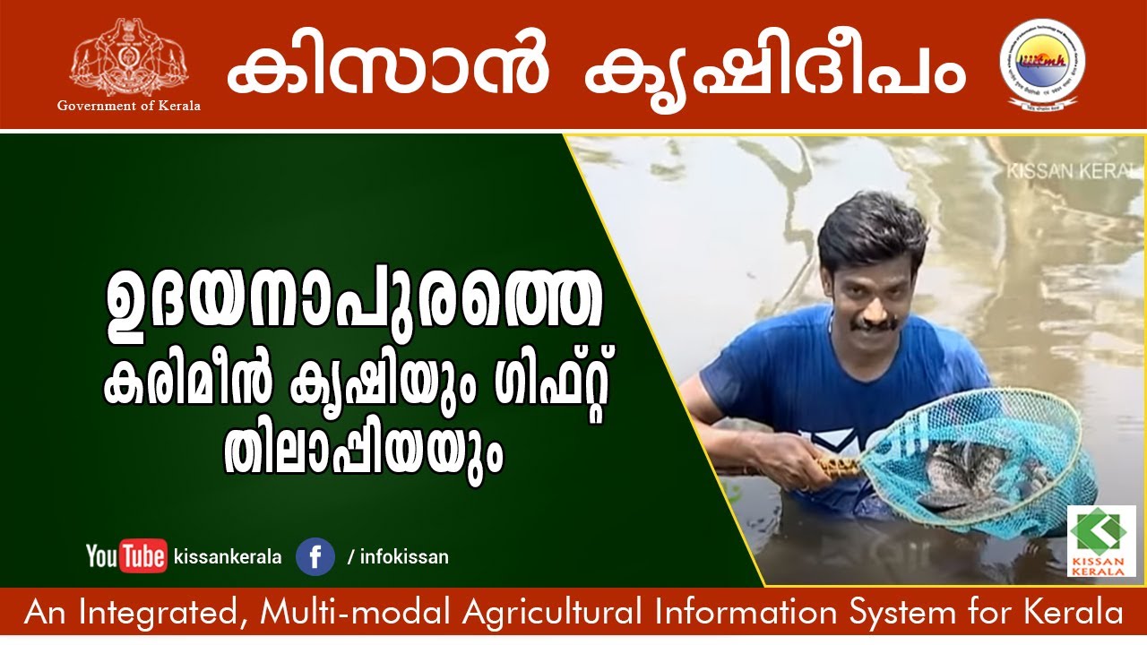 Aquaculture farm by a young farmer - rearing of Karimeen & Gift Tilapia, Udayanapuram, Kottayam