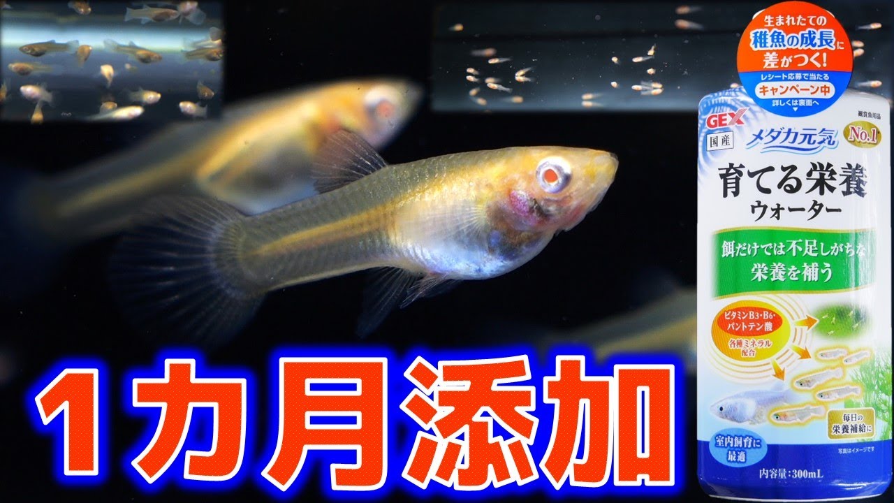 【週間記録】本当に稚魚の成長速度が3倍になるのか、1カ月使い続けて検証してみた。GEXメダカ元気 育てる栄養ウォーター【ふぶきテトラ】