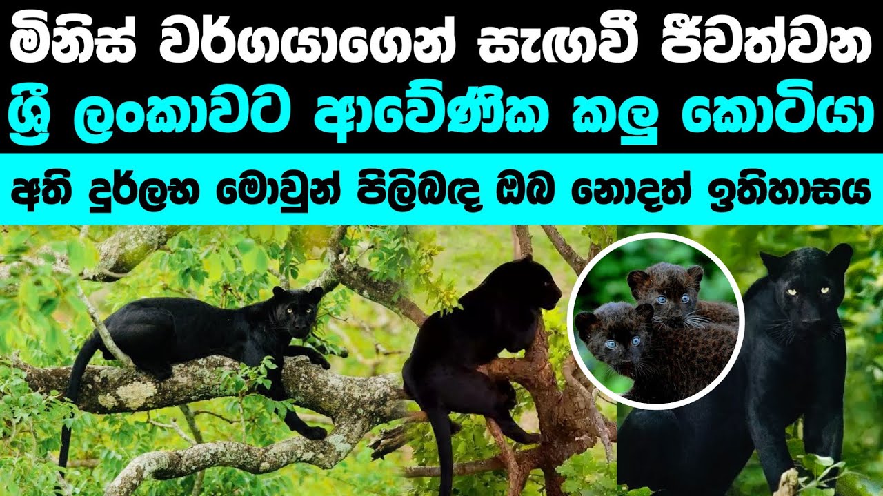 කලු දිවියන් පිලිබඳ වටිනා ඉතිහාසය | The History Of Black Panthers