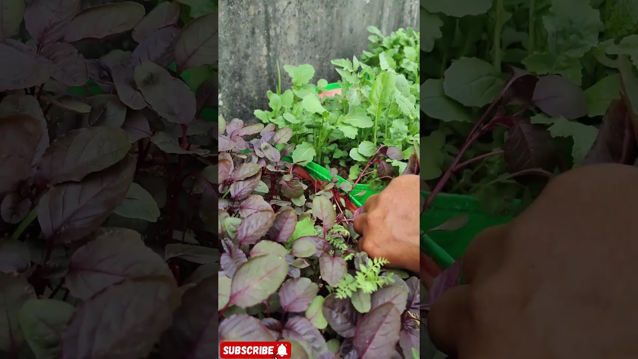 Gaon Ki Mammy Lal Saag Todte Hue | Fresh Red Spinach Harvest | Village Life India