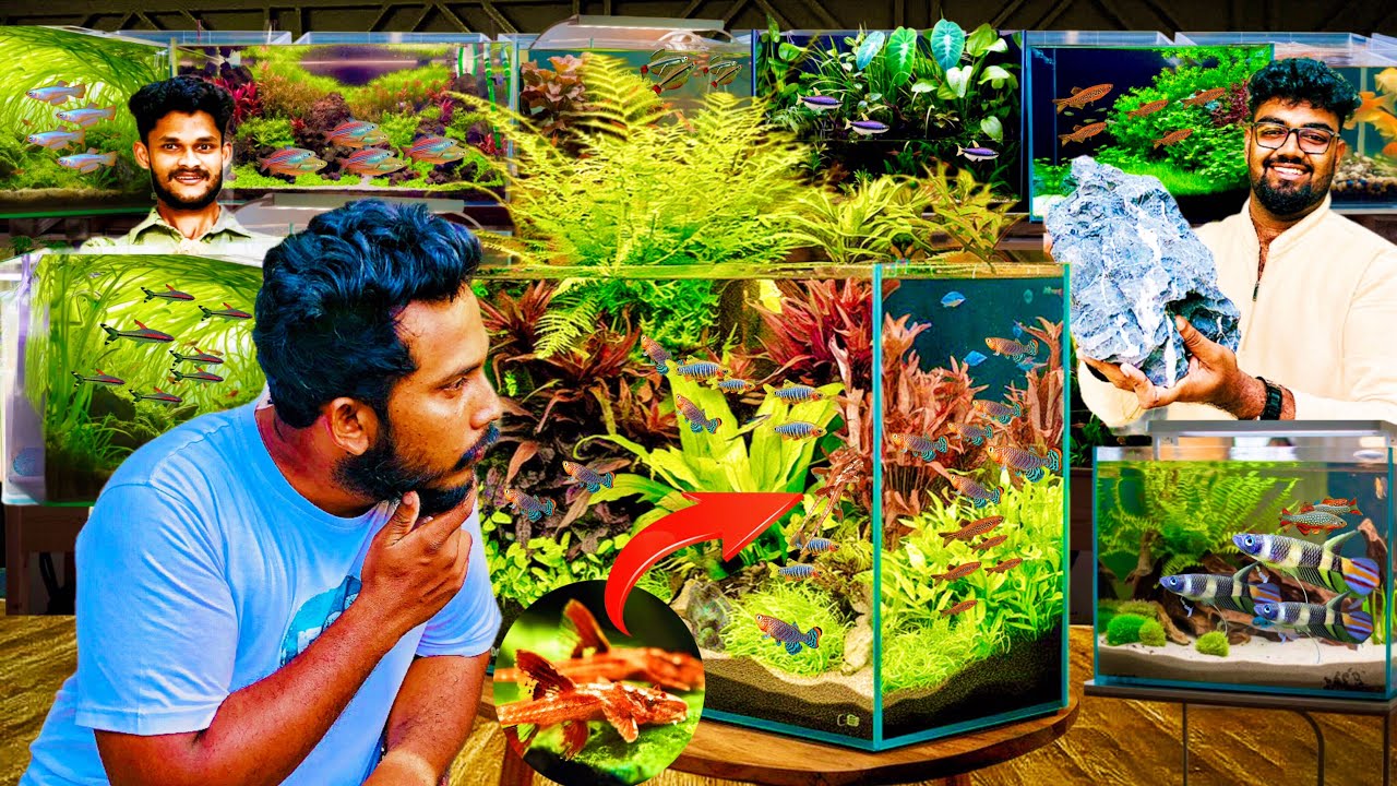Aquarium Planted Tank Setup මාලු ටැංකි ඇතුලු හැම දෙටම සිපිරි වටිටමක් | ඉතා දුර්ලබ fish’strong’plant🌱