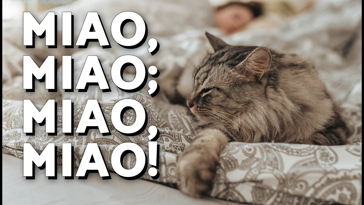 Perché il mio gatto mi sveglia la mattina? Aiuto, voglio dormire!