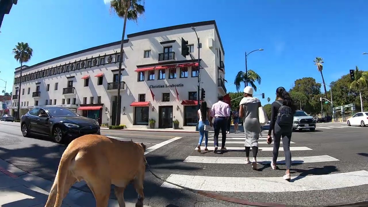 Cash 2.0 Great Dane on Rodeo Drive in Beverly Hills 18