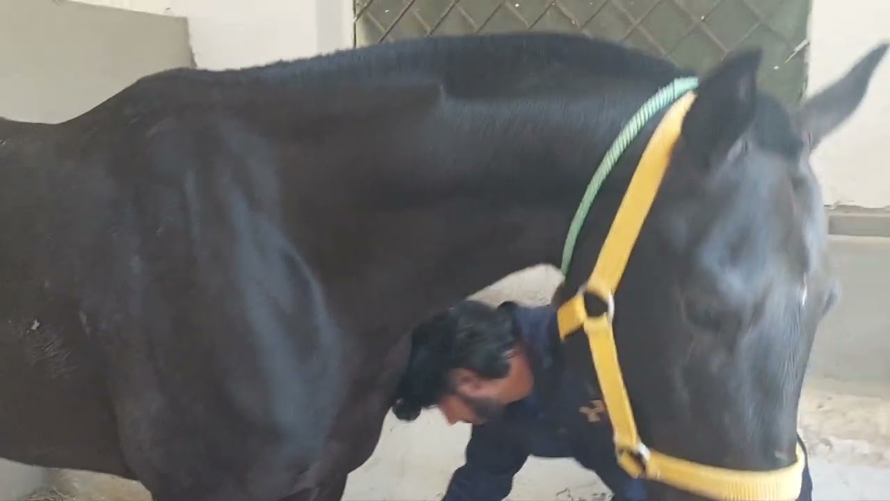 ice treatment in horses. best way for  legs problem.