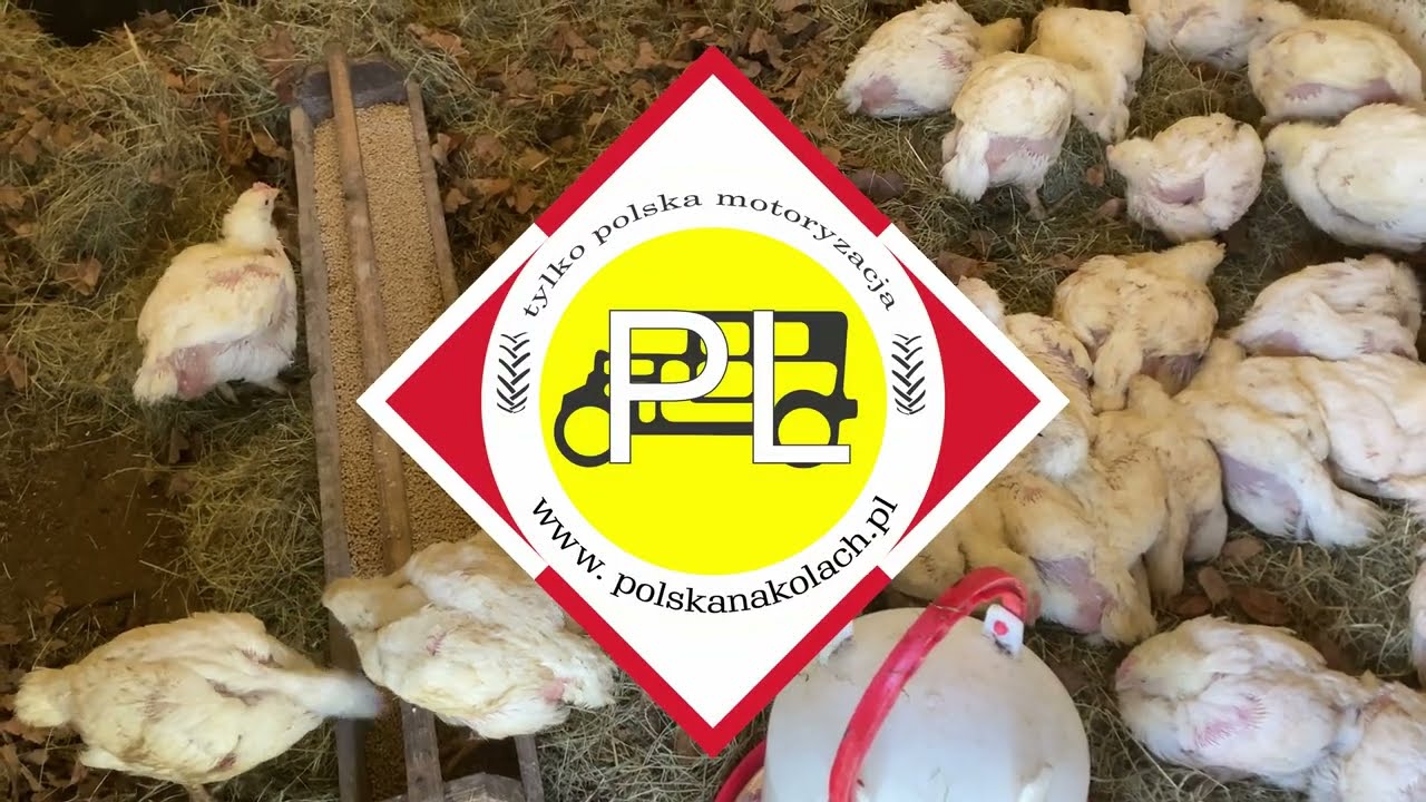 Od SHL i WSK po kurnik i cygankę z kartami - powrót do lat 90tych - targowisko Szczucin