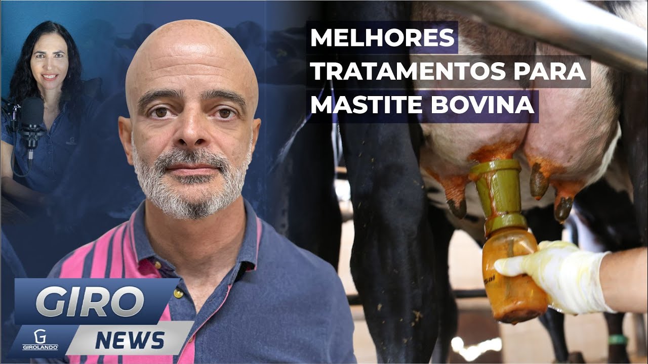 Melhores tratamentos para mastite bovina - #Gironews94