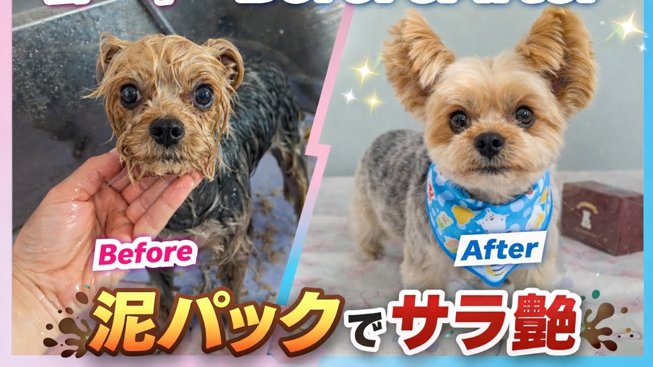 【トリミング】ヨークシャーテリア【泥パック】