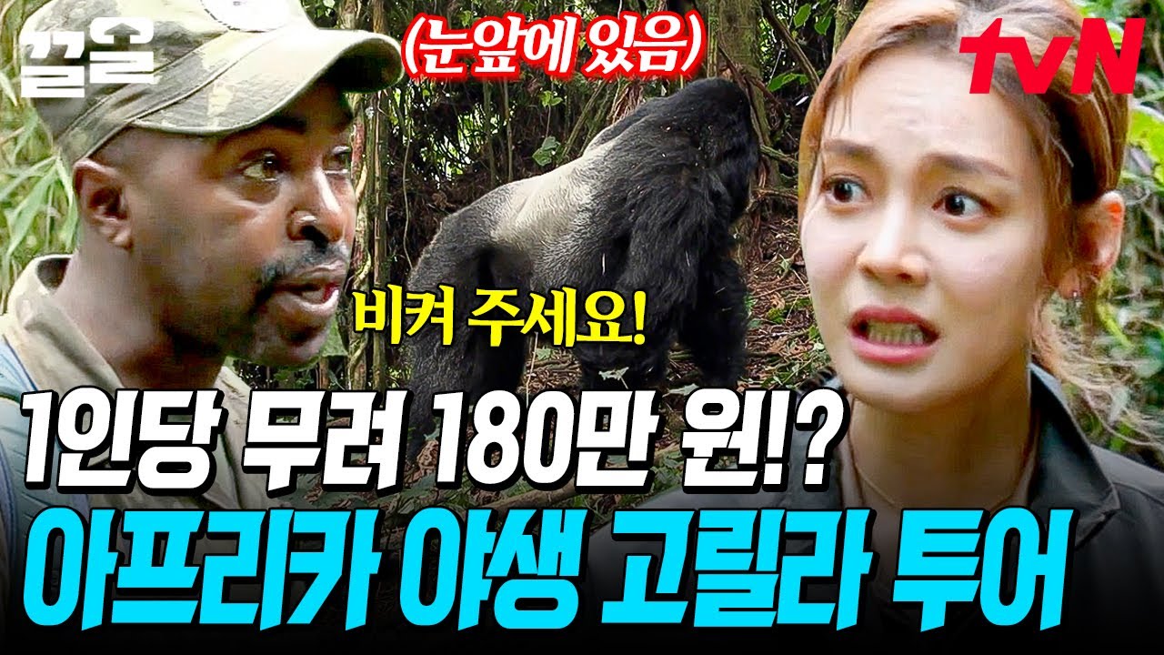 인당 무려 180만 원; 안현모까지 겁에 질리게 만든 〈아프리카 야생 고릴라 트레킹〉🦍 | 현지인브리핑지금우리나라는