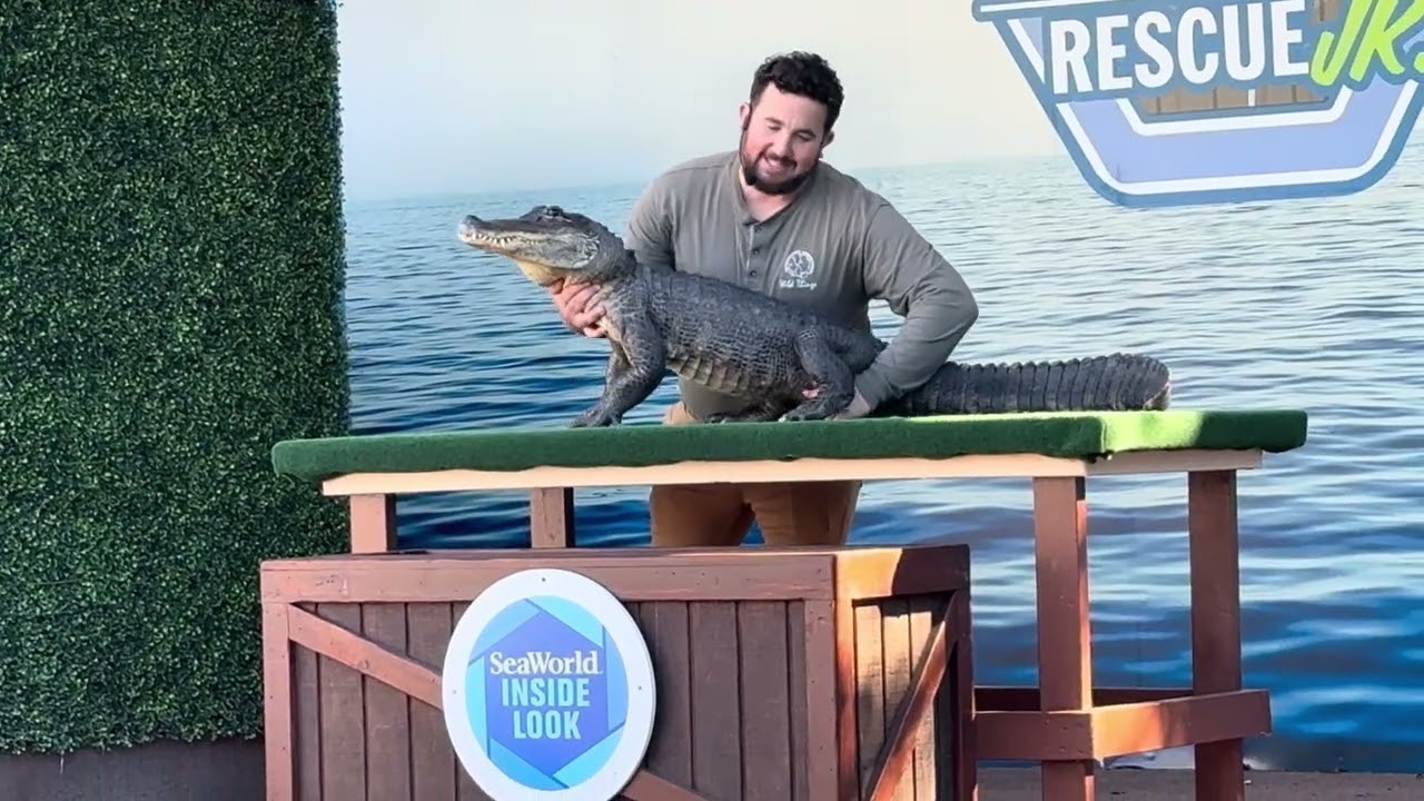 Alligator Rescue Pals Inside Look SeaWorld San Diego 2026 