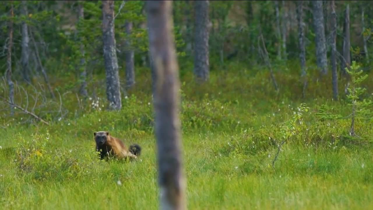 Could the wolverine be next on Colorado's reintroduction list?