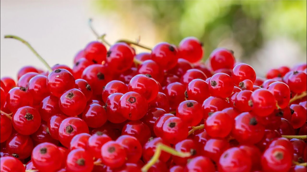 Amazing HEALTH Benefits Of RED CURRANTS