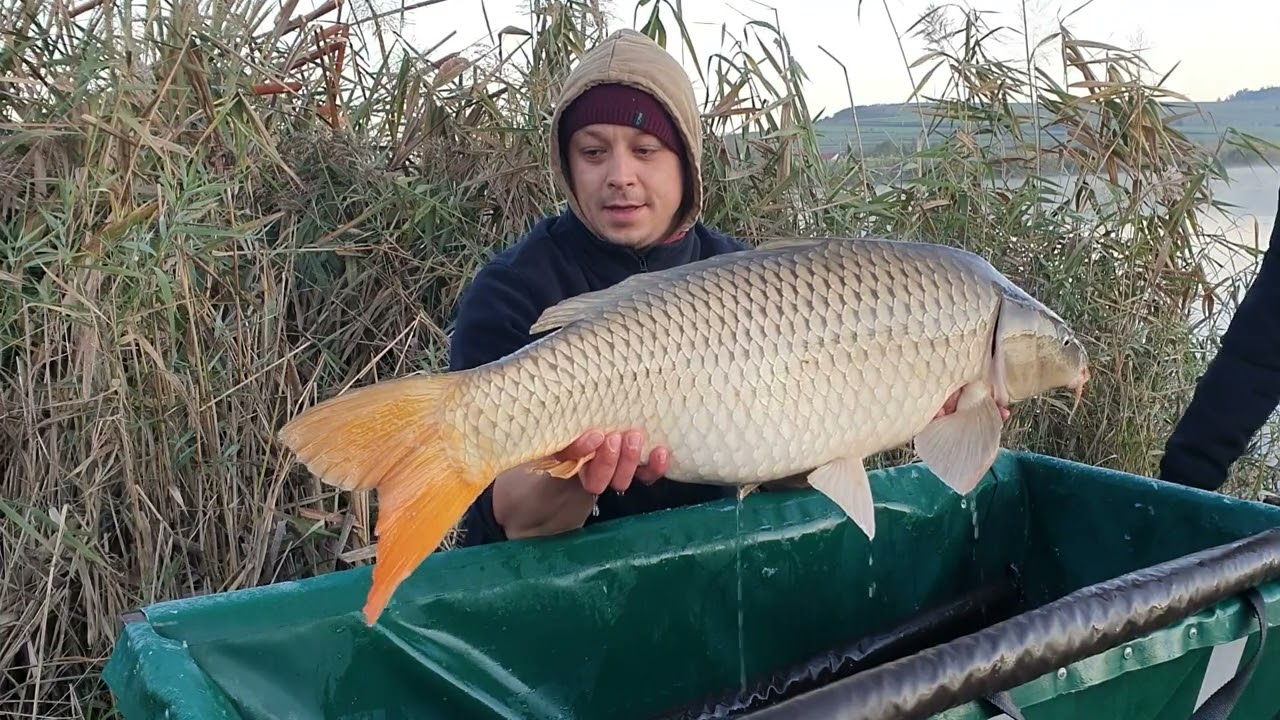 Pescuit pe Balta de la San Paul ,14-17 octombrie,@carpfishing89 ,catch&release,@ big carp