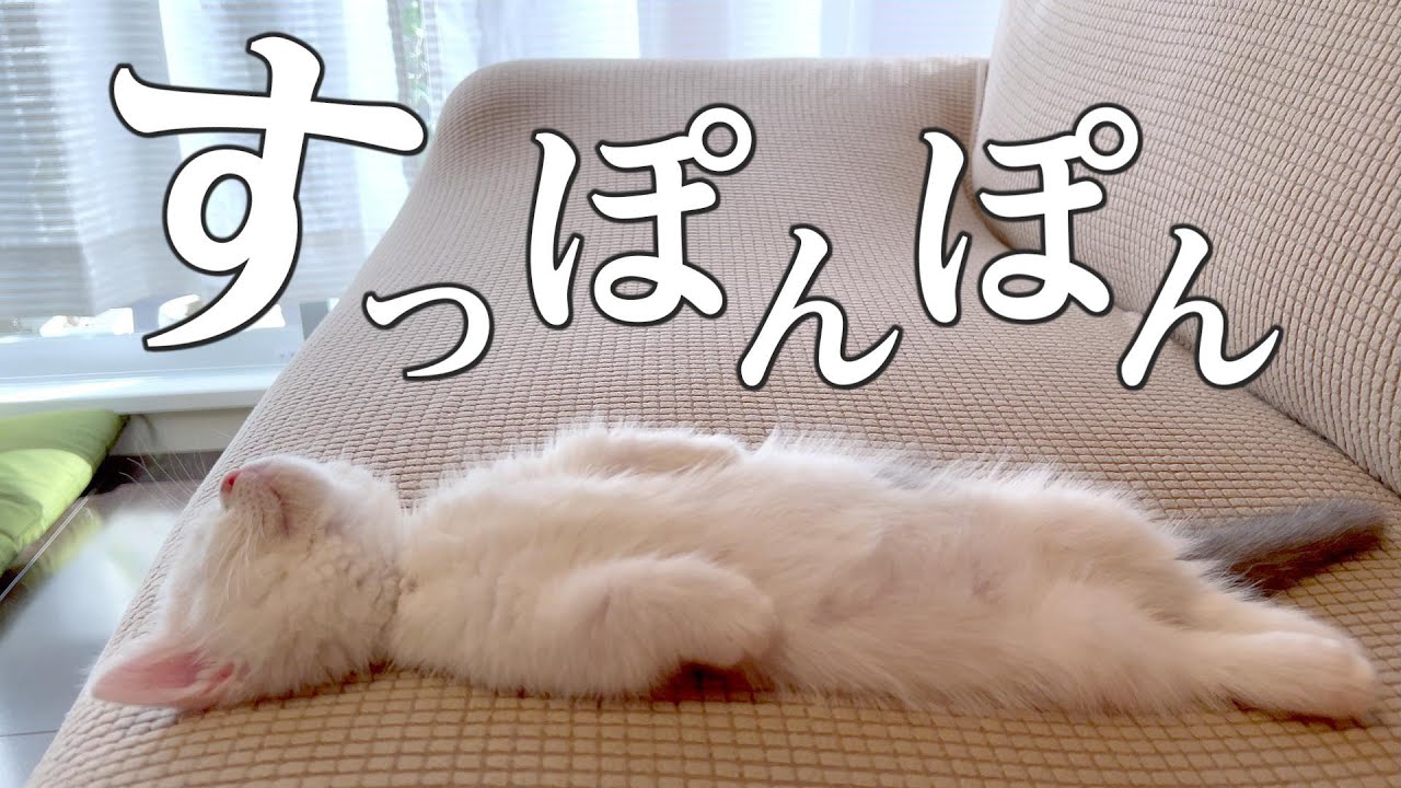 ぼんてん、へそてん、しましてん！