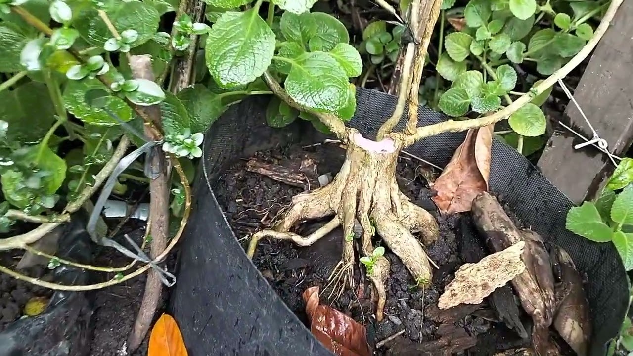 Cek kebun bahan bonsai calon super