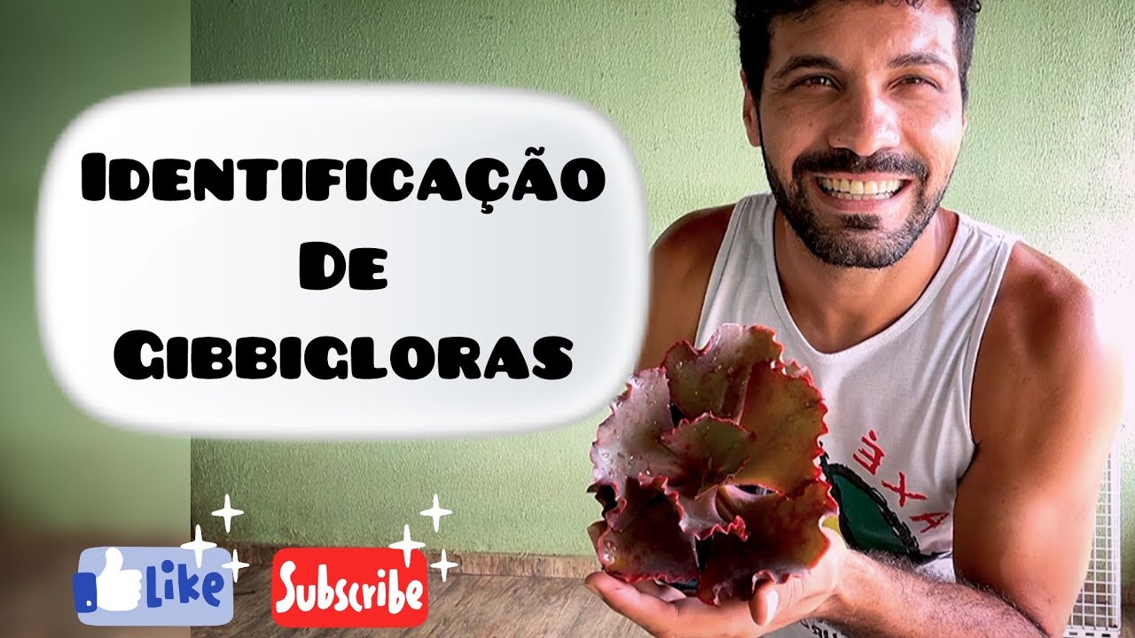 Identifiquei 25 gibbifloras da minha coleção 
