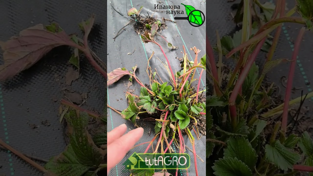 🍓 Сделайте ЭТО в апреле, и клубника будет крупной и сладкой! Первые работы после зимы: список дел.